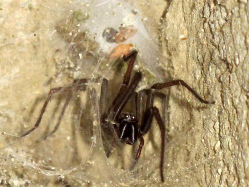 Eratigena atrica