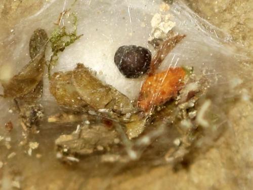 Eratigena atrica