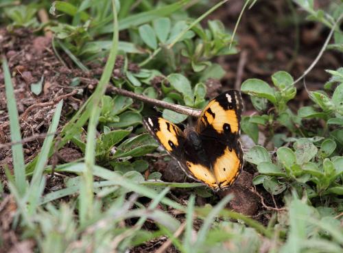Réf. 66 686 : Junonia hierta