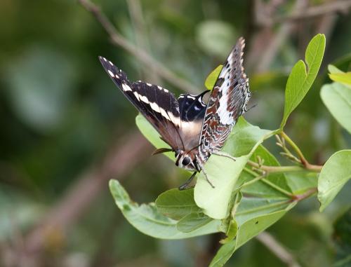 Charaxes hansalii