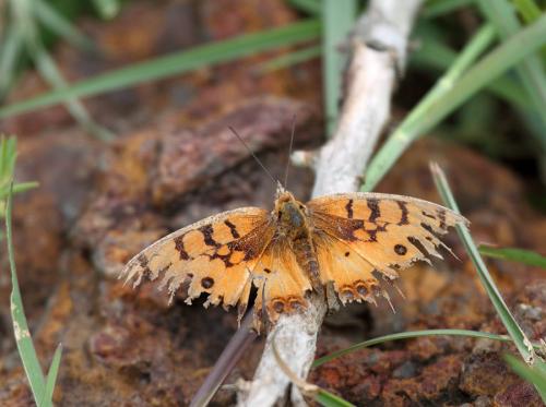 Catacroptera cloanthe
