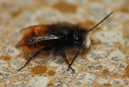 Réf. 66 727 : Osmia cornuta