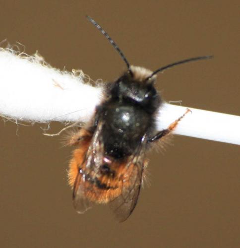 Osmia cornuta