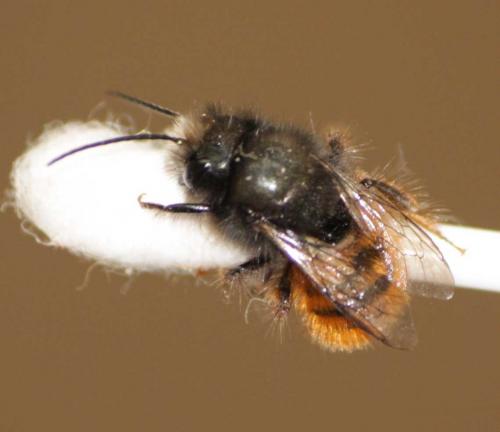Réf. 66 729 : Osmia cornuta
