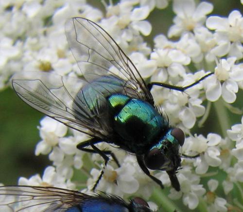 Réf. 66 426 : Neomyia cornicina