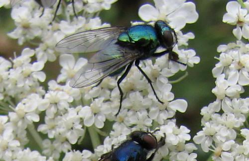 Réf. 66 427 : Neomyia cornicina