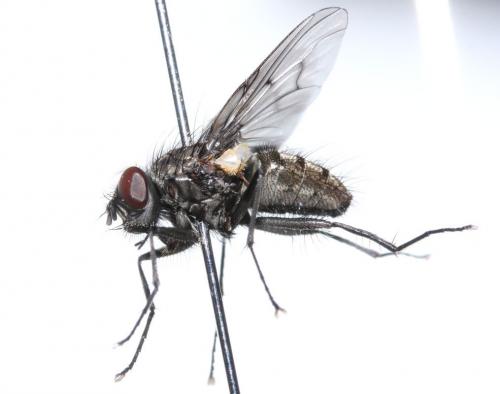 Réf. 66 548 : Helina evecta