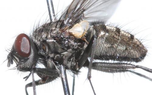 Helina evecta