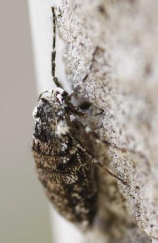 Agriopis leucophaearia