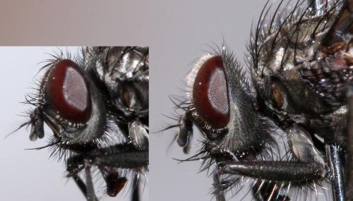Helina evecta