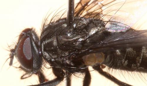 Réf. 66 550 : Helina evecta