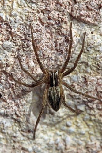 Réf. 66 759 : Pisaura mirabilis