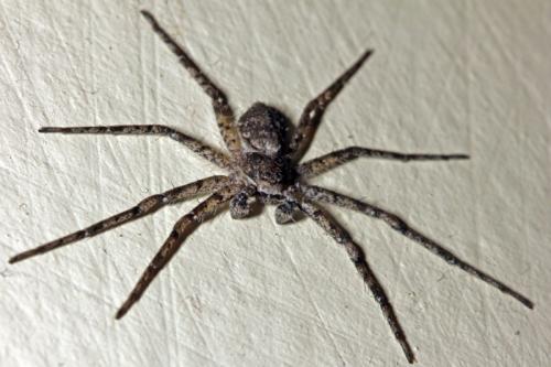 Philodromus sp.