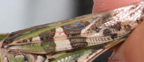 Réf. 66 447 : Oedaleus decorus