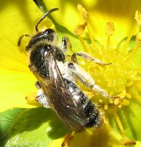 Andrena sp.