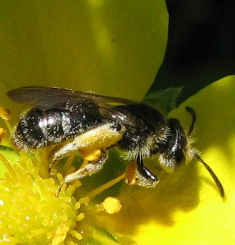 Andrena sp.