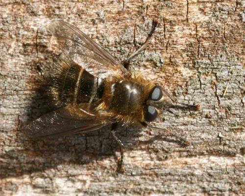 Réf. 66 648 : Tachina sp.