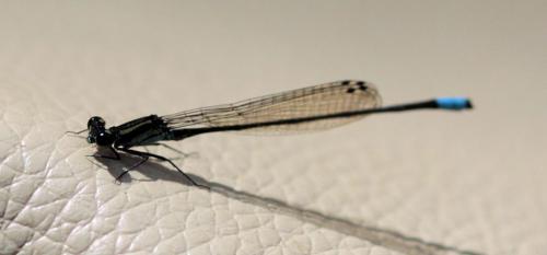 Acanthagrion sp.