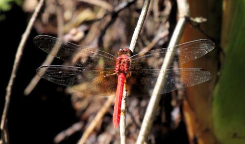Rhodopygia cardinalis