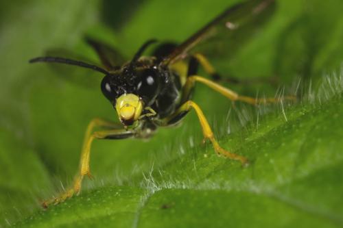 Tenthredo temula