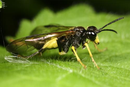 Tenthredo temula