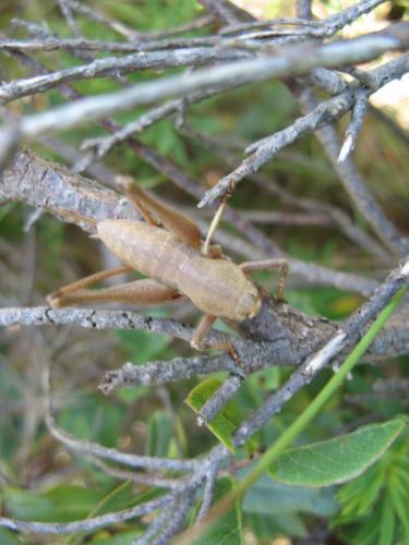 Réf. 66 354 : Thyreonotus corsicus corsicus