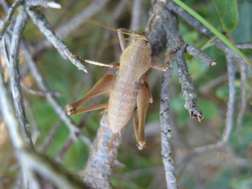 Réf. 66 353 : Thyreonotus corsicus corsicus