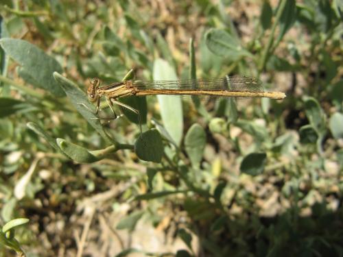 Réf. 66 175 : Platycnemis acutipennis