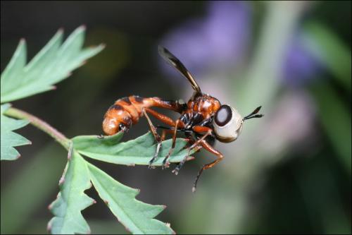 Réf. 66 060 : Physocephala vittata