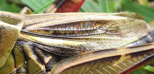 Réf. 66 478 : Arcyptera fusca