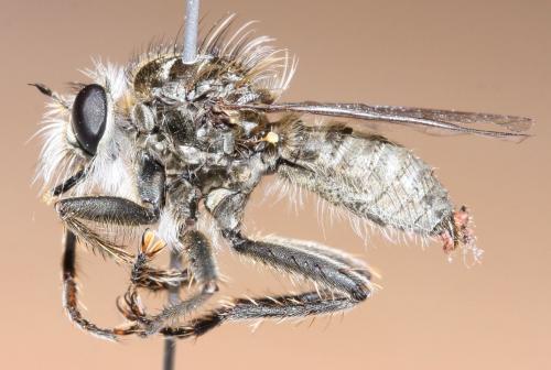 Réf. 66 253 : Dysmachus trigonus