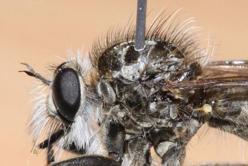 Réf. 66 254 : Dysmachus trigonus