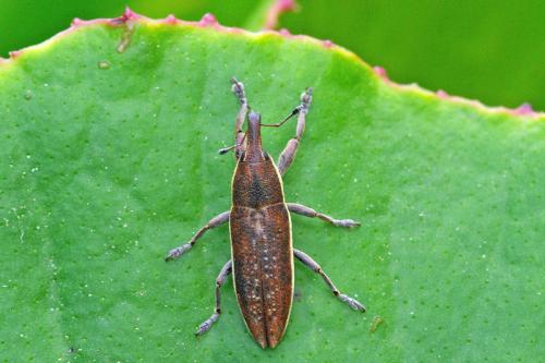Réf. 66 539 : Lixus sp.