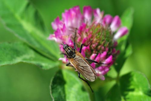 Empis tessellata