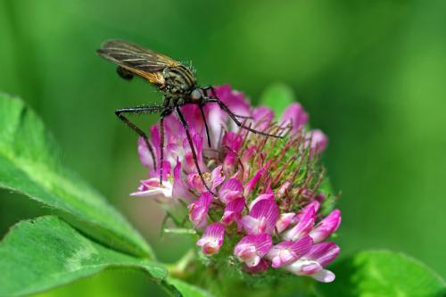 Réf. 66 323 : Empis tessellata