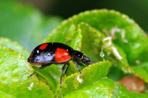 Réf. 66 422 : Adalia bipunctata bipunctata
