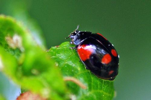 Réf. 66 400 : Adalia bipunctata bipunctata