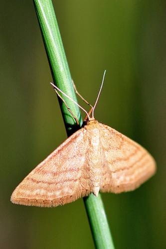 Réf. 66 344 : Idaea ochrata