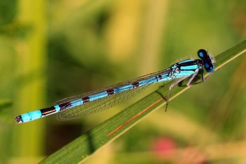 Enallagma cyathigerum