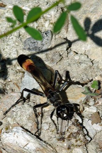 Réf. 66 332 : Hoplammophila clypeata