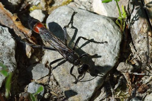 Réf. 66 315 : Hoplammophila clypeata