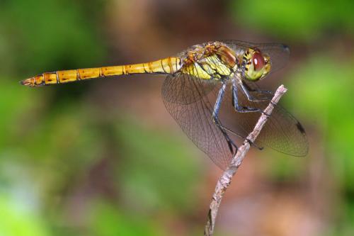 Sympetrum striolatum