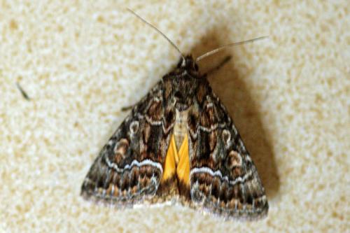 Thalpophila matura