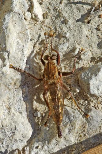 Réf. 66 592 : Machimus sp.