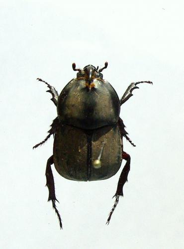Diloboderus abderus