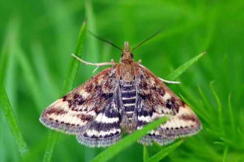 Réf. 66 434 : Pyrausta despicata