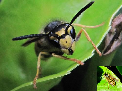 Réf. 66 106 : Vespula sp.