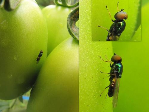 Microchrysa polita