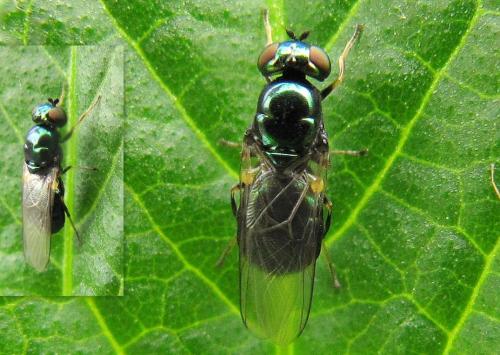 Réf. 66 189 : Microchrysa polita