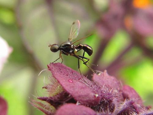 Sepsis sp.